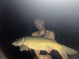 Common Carp