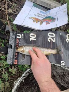 Brown Trout