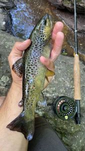 Brown Trout
