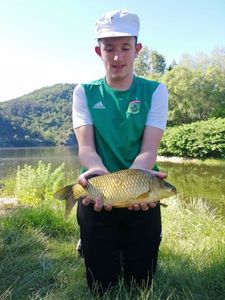 Common Carp