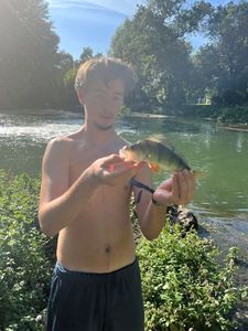 European Perch