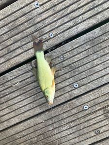 Tench