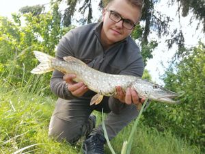 Northern Pike