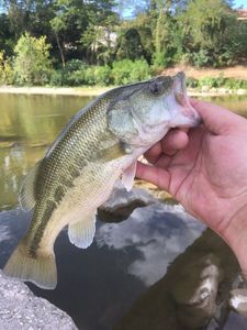 Largemouth Bass