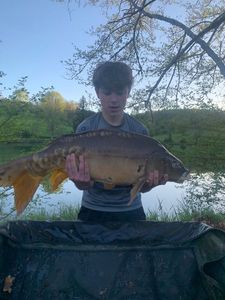 Mirror Carp