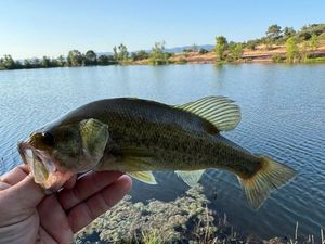 Largemouth Bass