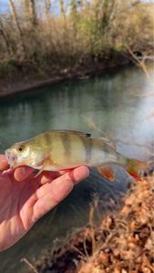 European Perch