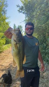 Largemouth Bass