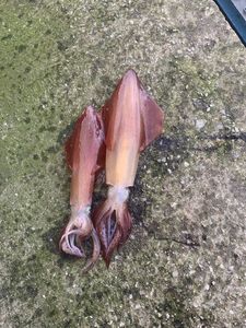 European Squid