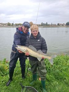 Zander