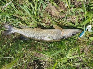Northern Pike