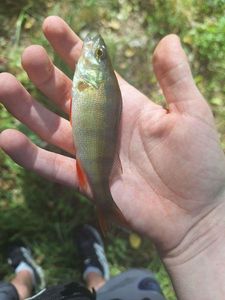 European Perch