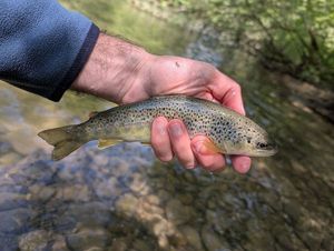 Brown Trout
