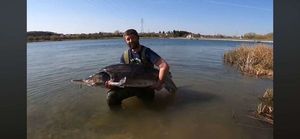 Beluga Sturgeon (European Sturgeon)
