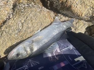 European Bass (Seabass)