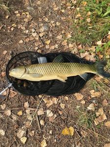 Grass Carp