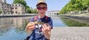 European Perch