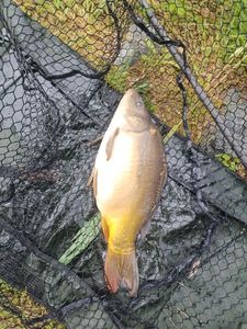 Leather Carp