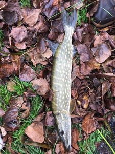 Northern Pike