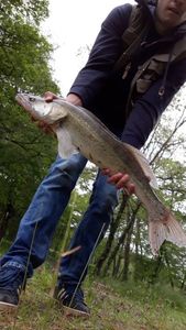 Zander