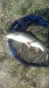 Barbel