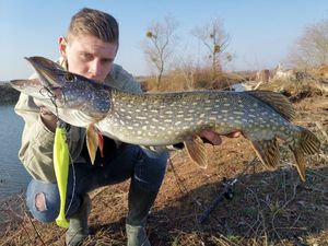 Northern Pike