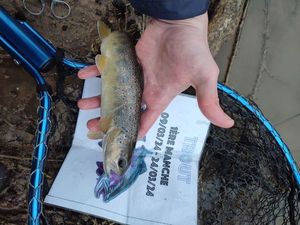 Brown Trout