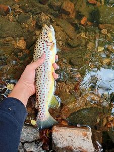 Brown Trout