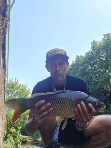 Common Carp