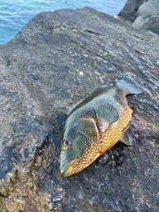 Ballan Wrasse