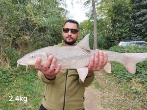Barbel