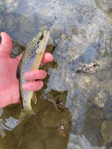 Brown Trout
