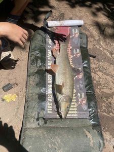 Barbel