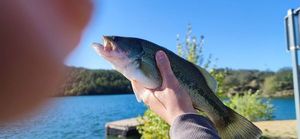 Largemouth Bass