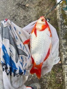 Crucian Carp