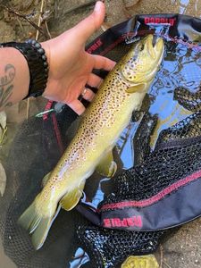 Brown Trout