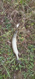 Northern Pike