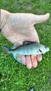 European Perch