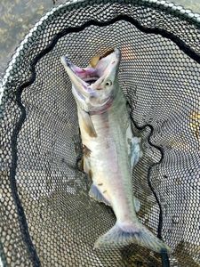 Pink Salmon