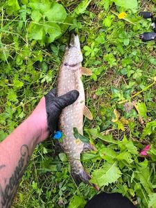 Northern Pike