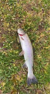 Rainbow Trout