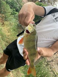 European Perch