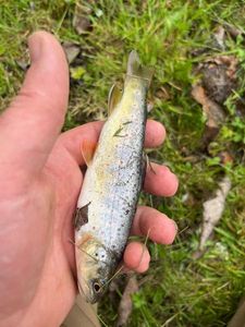 Brown Trout