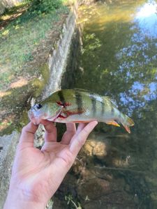 European Perch