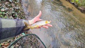 Brown Trout