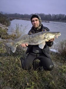 Zander