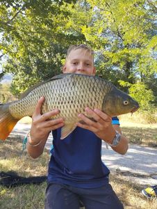 Common Carp