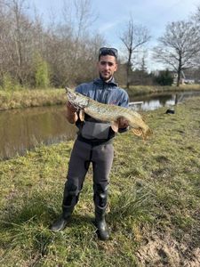 Northern Pike