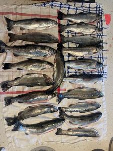Rainbow Trout