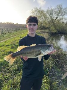 Largemouth Bass